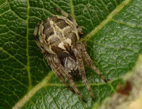 Larinioides cornutus